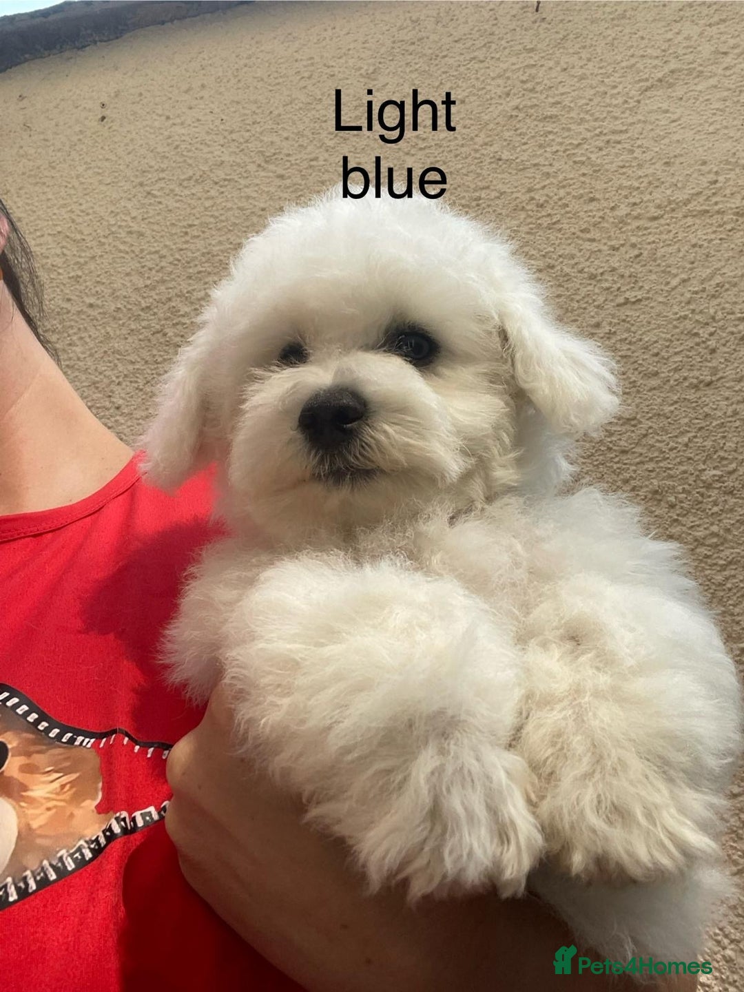 Bichon Frise dogs for sale: Bichon Frise Puppies  - Image 11