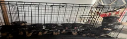 Mixed Breed dogs for sale: German Shepherd Rottweiler Puppies - Advert 5
