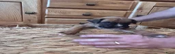 Boxer dogs for sale: READY NOW- Stunning boxer puppies - Advert 14