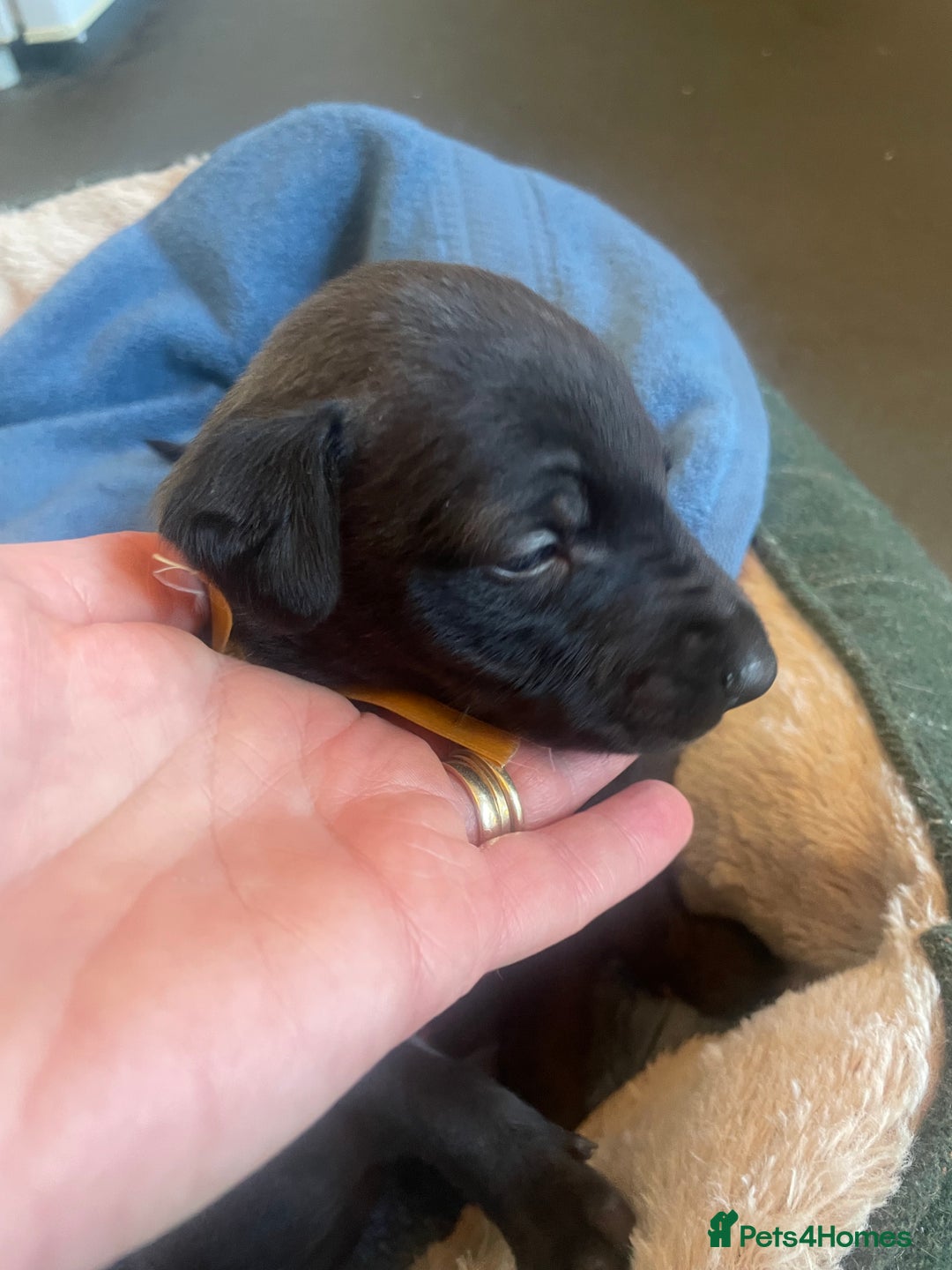 Whippet dogs for sale: Beautiful whippet puppies  - Advert 8