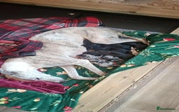 Mixed Breed dogs for sale: Whippet x f2 Labradoodle - Advert 5