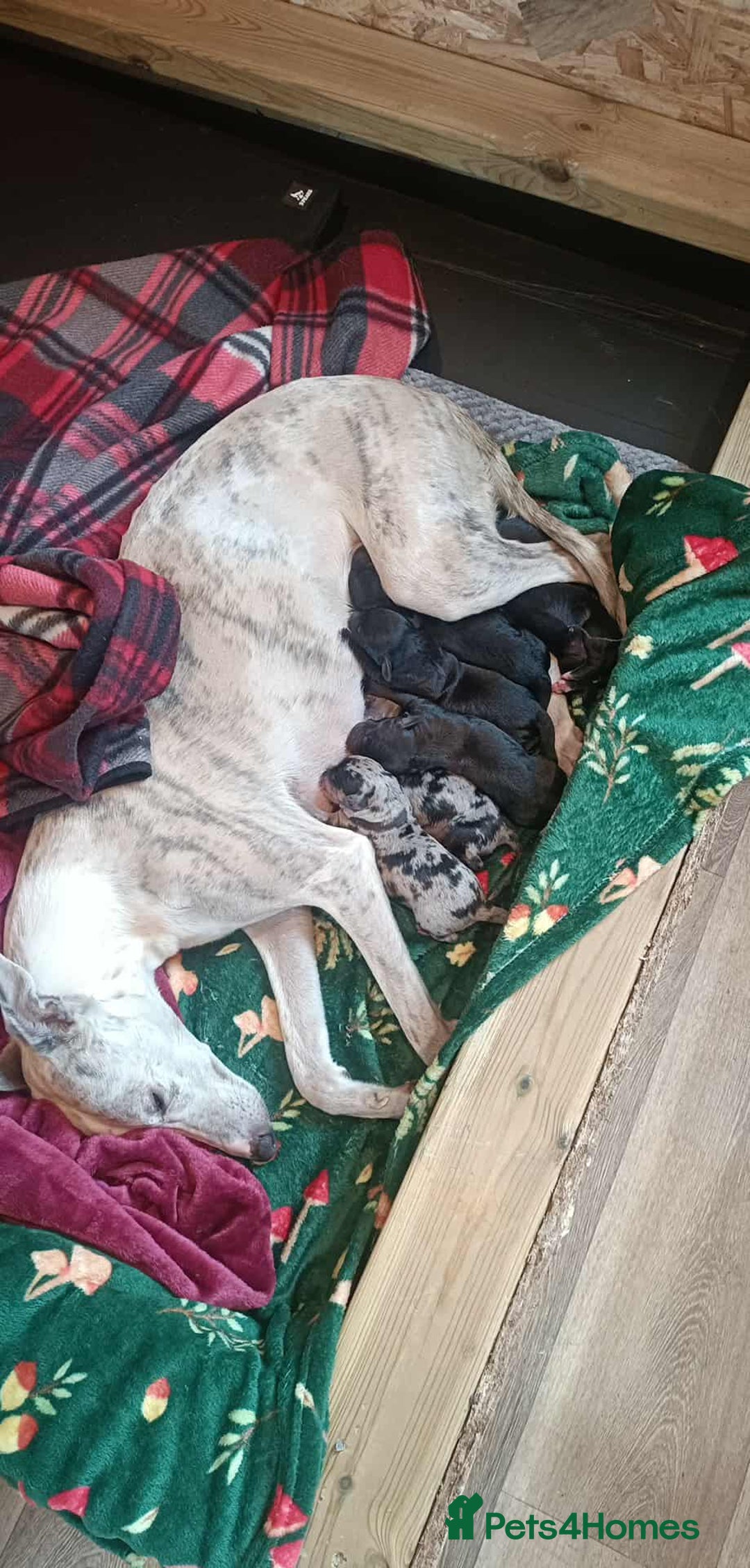 Mixed Breed dogs for sale: Whippet x f2 Labradoodle - Advert 5