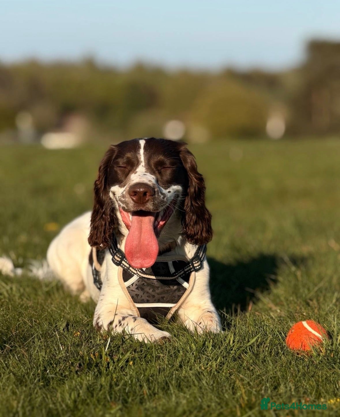English Springer Spaniel dogs 9 month springer  - Advert 1