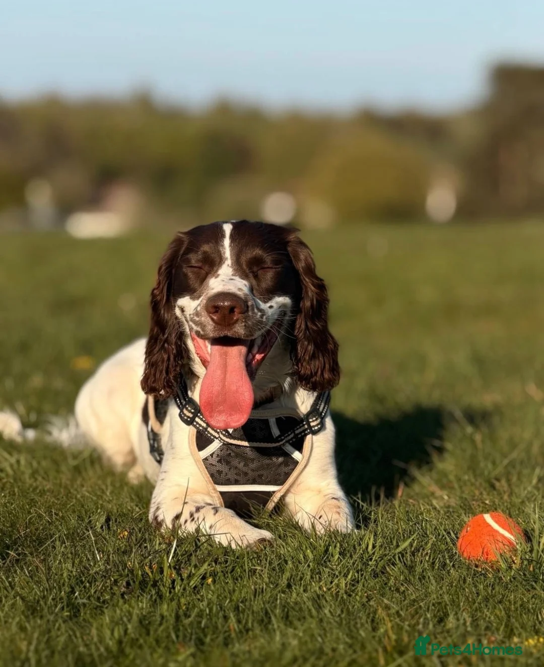 English Springer Spaniel dogs for sale: 9 month springer  - Advert 1