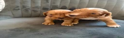 Cocker Spaniel dogs for sale: Beautiful cocker spaniel puppies  in Manchester - Advert 6
