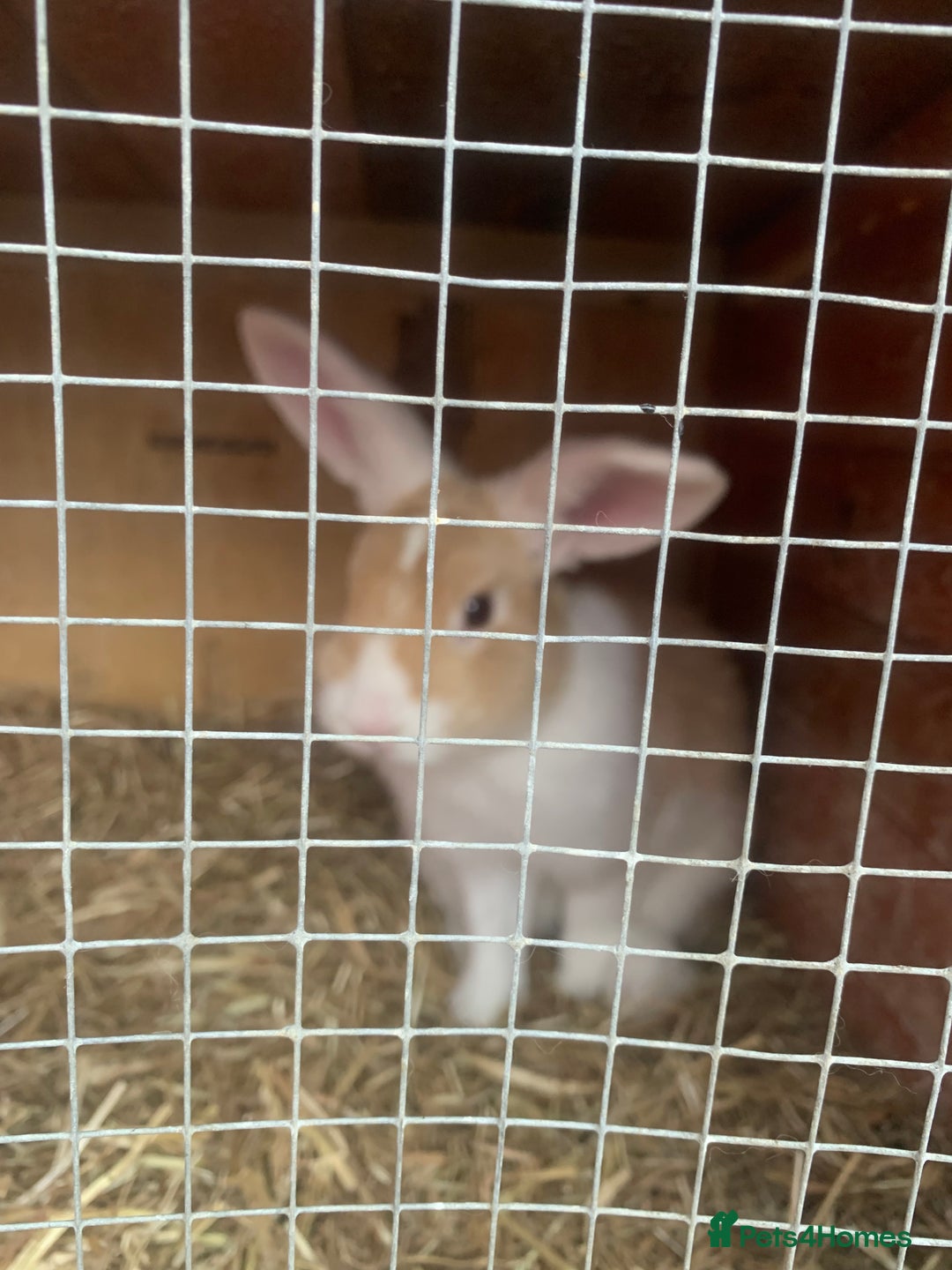 Dutch rabbits for sale: Rabbits  - Image 2