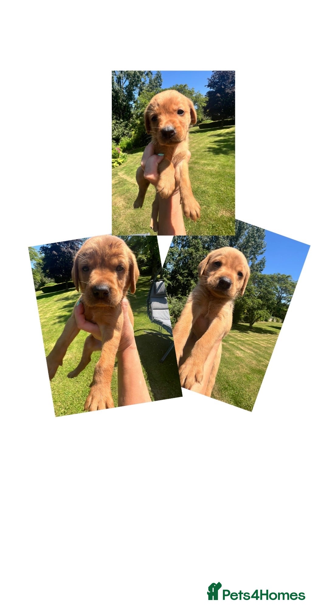 Labrador Retriever dogs SUPER DARK FOX RED LAB PUPS HEALTH TESTED PARENTS - Advert 3