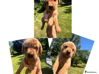 Labrador Retriever dogs SUPER DARK FOX RED LAB PUPS HEALTH TESTED PARENTS - Advert 3
