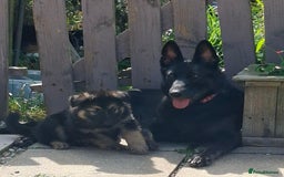 German Shepherd dogs for sale: Stunning litter of German shepherd puppies   - Image 23