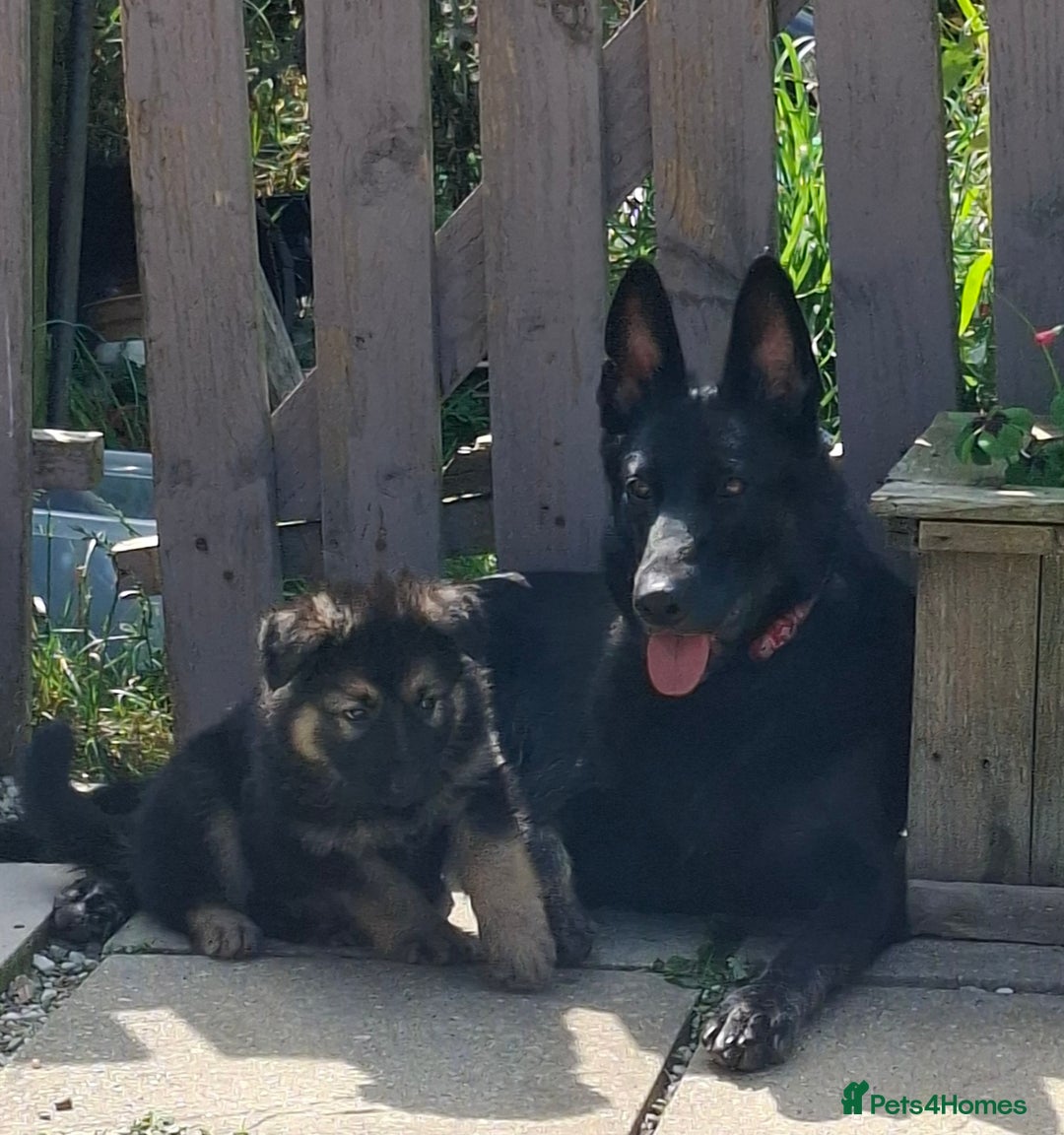 German Shepherd dogs for sale: Stunning litter of German shepherd puppies   - Image 23