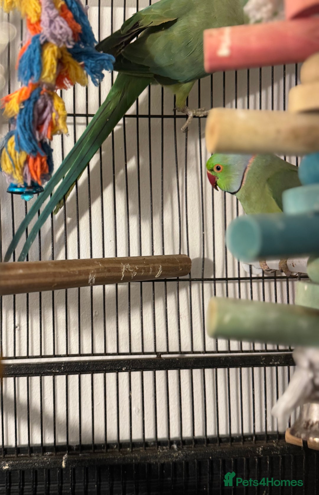 Ringnecks birds for sale: GREEN RINGNECKS PAIRS - Image 6
