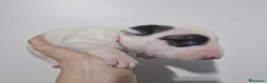 Bull Terrier Puppy 7