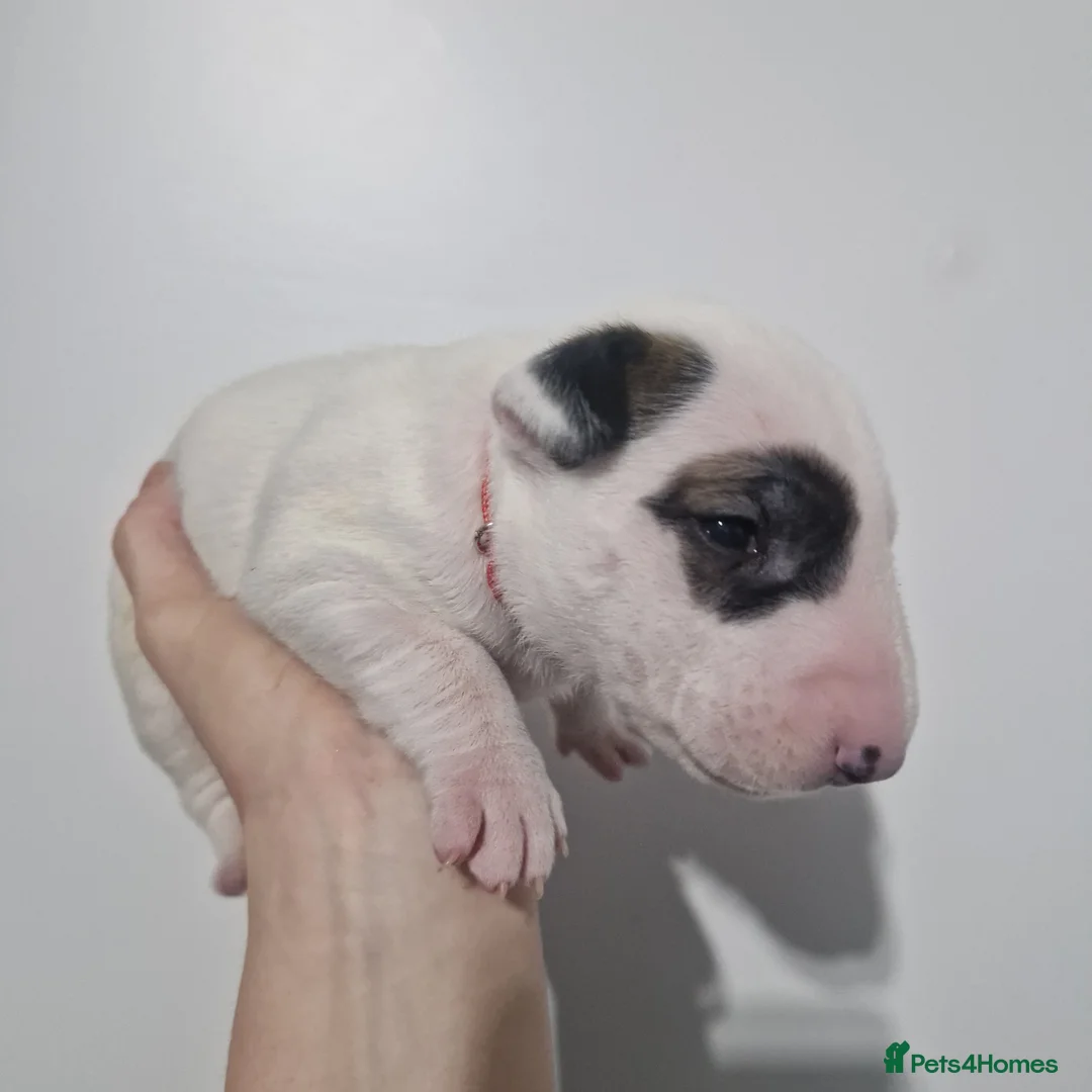 Bull Terrier dogs for sale: Bullterrier  - Advert 3