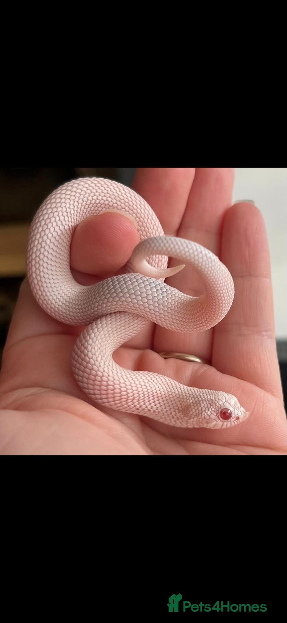 Snake reptiles Western Hognose snake - Advert 1