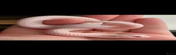 Snake reptiles for sale: Western Hognose snake - Advert 1