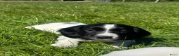 English Springer Spaniel dogs for sale: Gorgeous KC Springer Spaniels with excellent lines - Advert 11