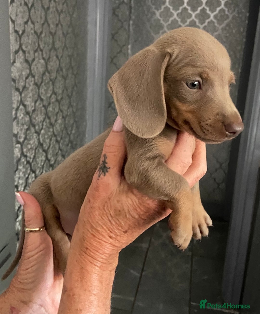 Miniature Dachshund dogs for sale: Beautiful mini dashys 💜 - Image 17