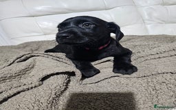 Labrador Retriever dogs for sale: 2boys / 4 girls  READY TODAY FOR FOREVER HOMES - Image 9