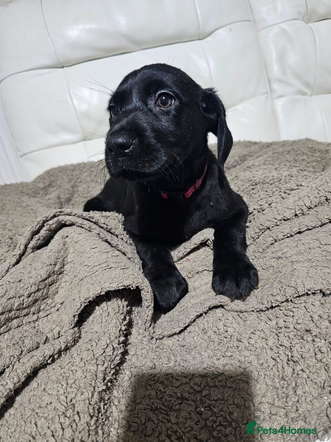Labrador Retriever dogs for sale: 2boys / 4 girls  READY TODAY FOR FOREVER HOMES - Image 9