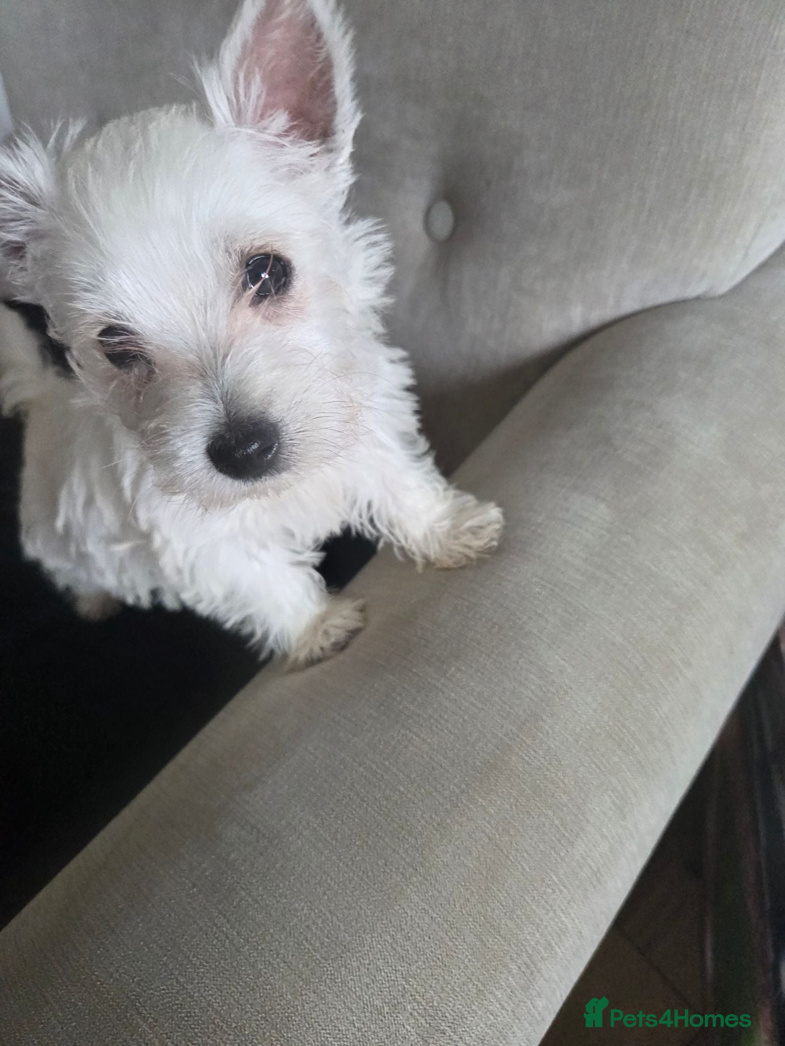 West Highland Terrier dogs West Highland Terrier Female Pup For Sale - Advert 8