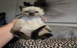 Mixed Breed cats for sale: 7 Half-Ragdolls  - Image 6