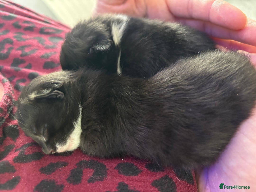 Mixed Breed cats for sale: Black and white kittens  - Image 22