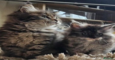 Maine Coon cats - Advert 7