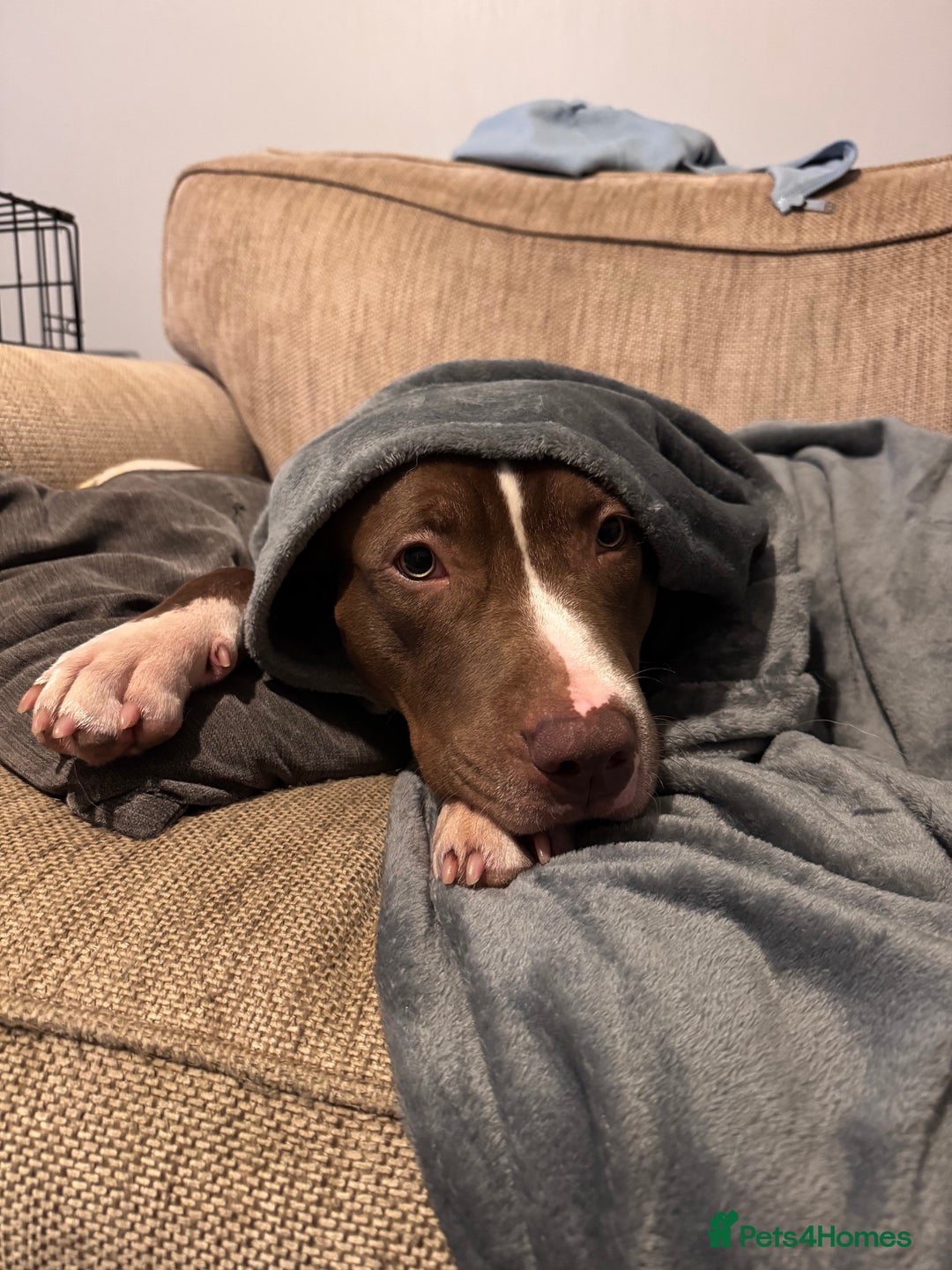 Mixed Breed dogs for sale: Reggie. Bull terrier cross.  - Advert 4