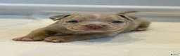 American Bully dogs for sale: Quality American Pocket Bully Pups - Advert 7
