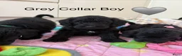 Miniature Schnauzer dogs for sale: Miniature Schnauzers X Pups **Ready Now** - Advert 3