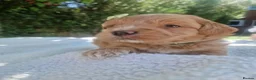 Poochon dogs for sale: Health tested beautiful poochons  - Advert 27