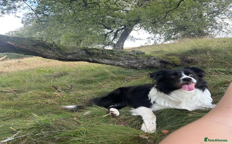 Border Collie dogs - Advert 1