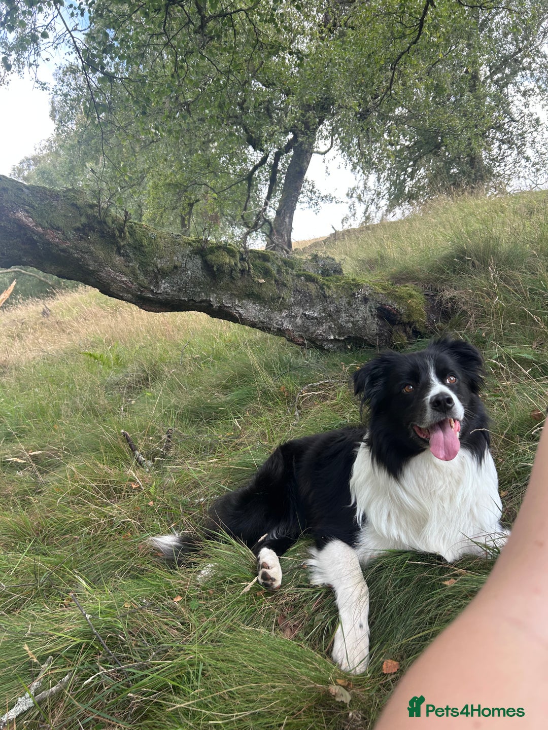 Border Collie dogs for stud: Beautiful Border Collie for Stud - Image 1