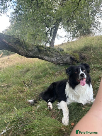 Border Collie dogs - Advert 1