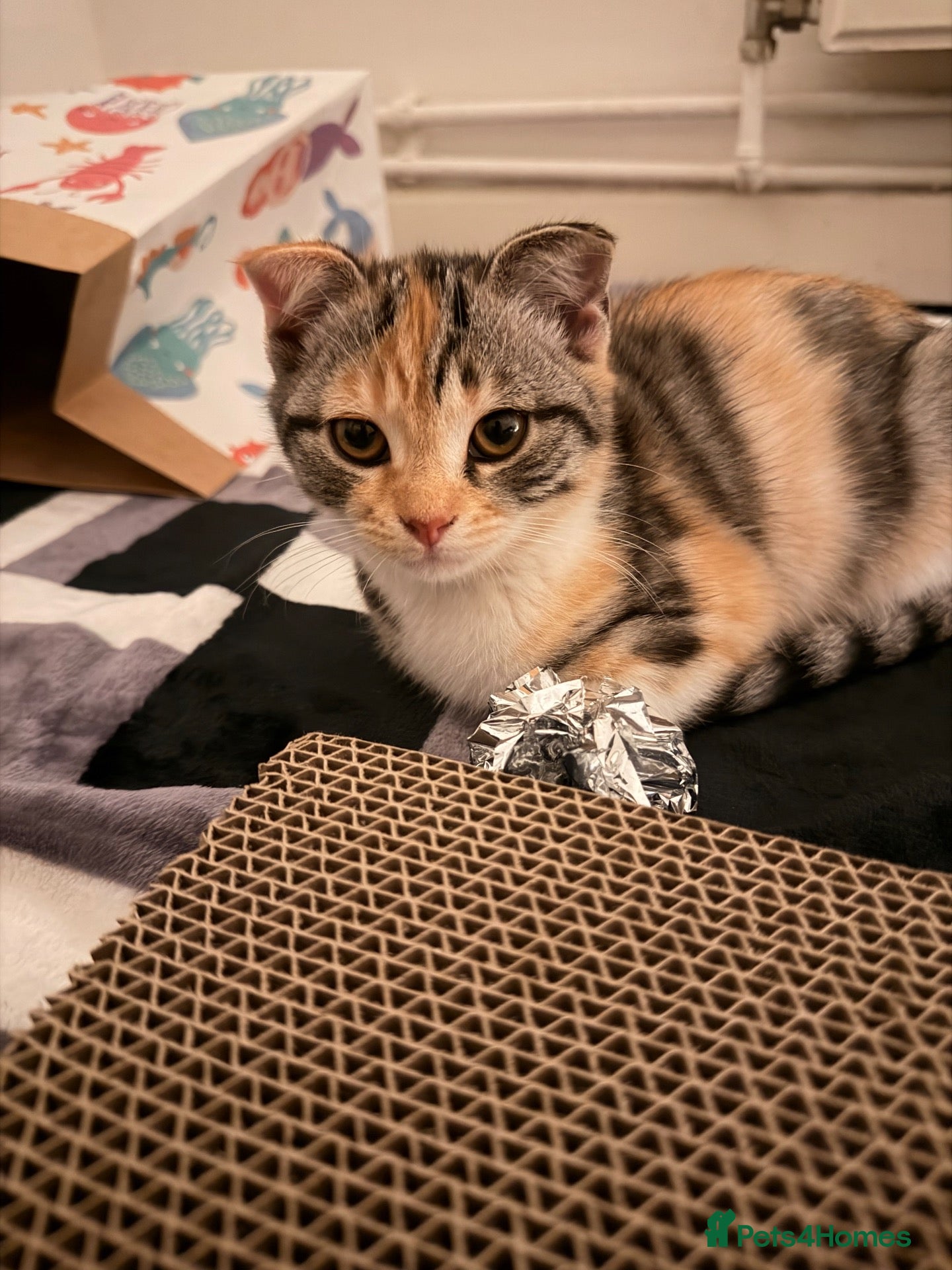 Scottish Fold cats Beautiful Female Scottish Fold Kitten - Advert 17