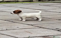 Jack Russell dogs for sale: Jolly Joyful Jack Russells  - Image 7