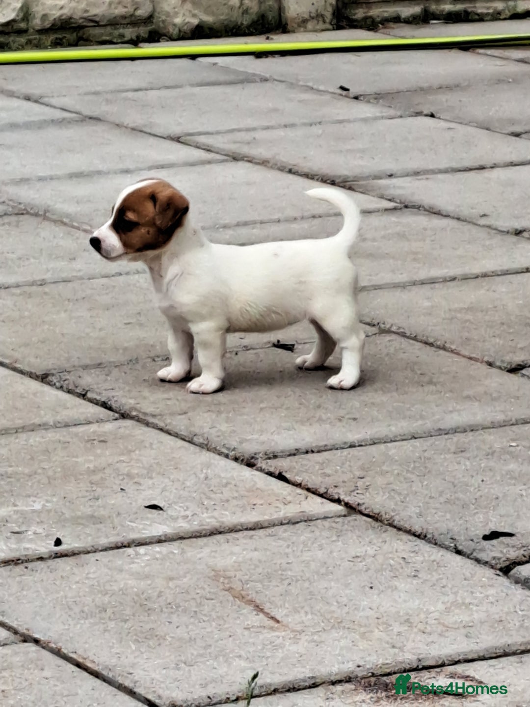 Jack Russell dogs for sale: Jolly Joyful Jack Russells  - Image 7