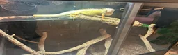 Iguana reptiles for sale: Albert Albino Iguana - Advert 4
