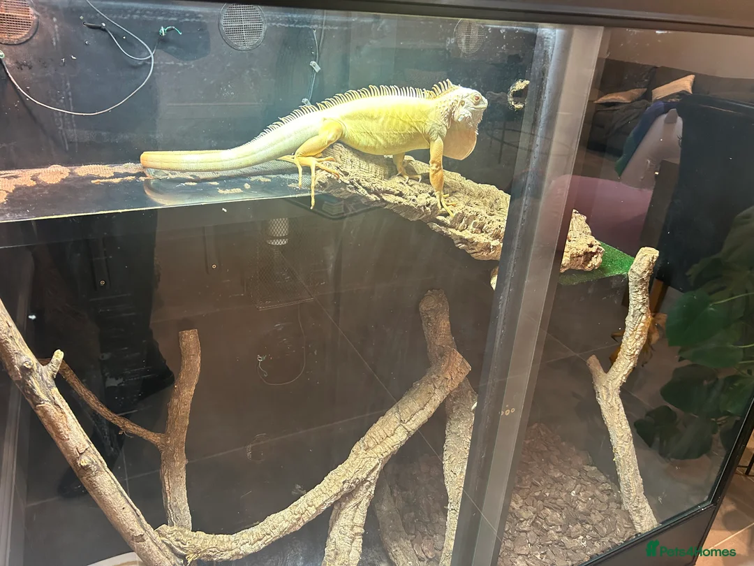 Iguana reptiles for sale: Albert Albino Iguana - Advert 4