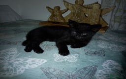 Mixed Breed cats for sale: 1 Black male - Image 5