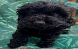Cockapoo dogs for sale: Cockapoo puppies - Image 11