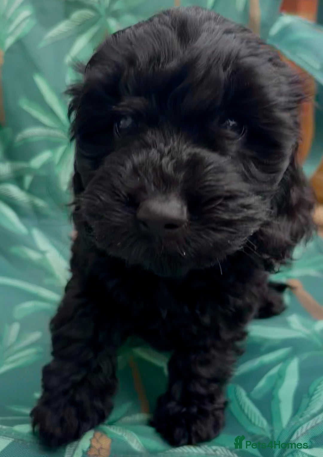 Cockapoo dogs for sale: Cockapoo puppies - Image 11
