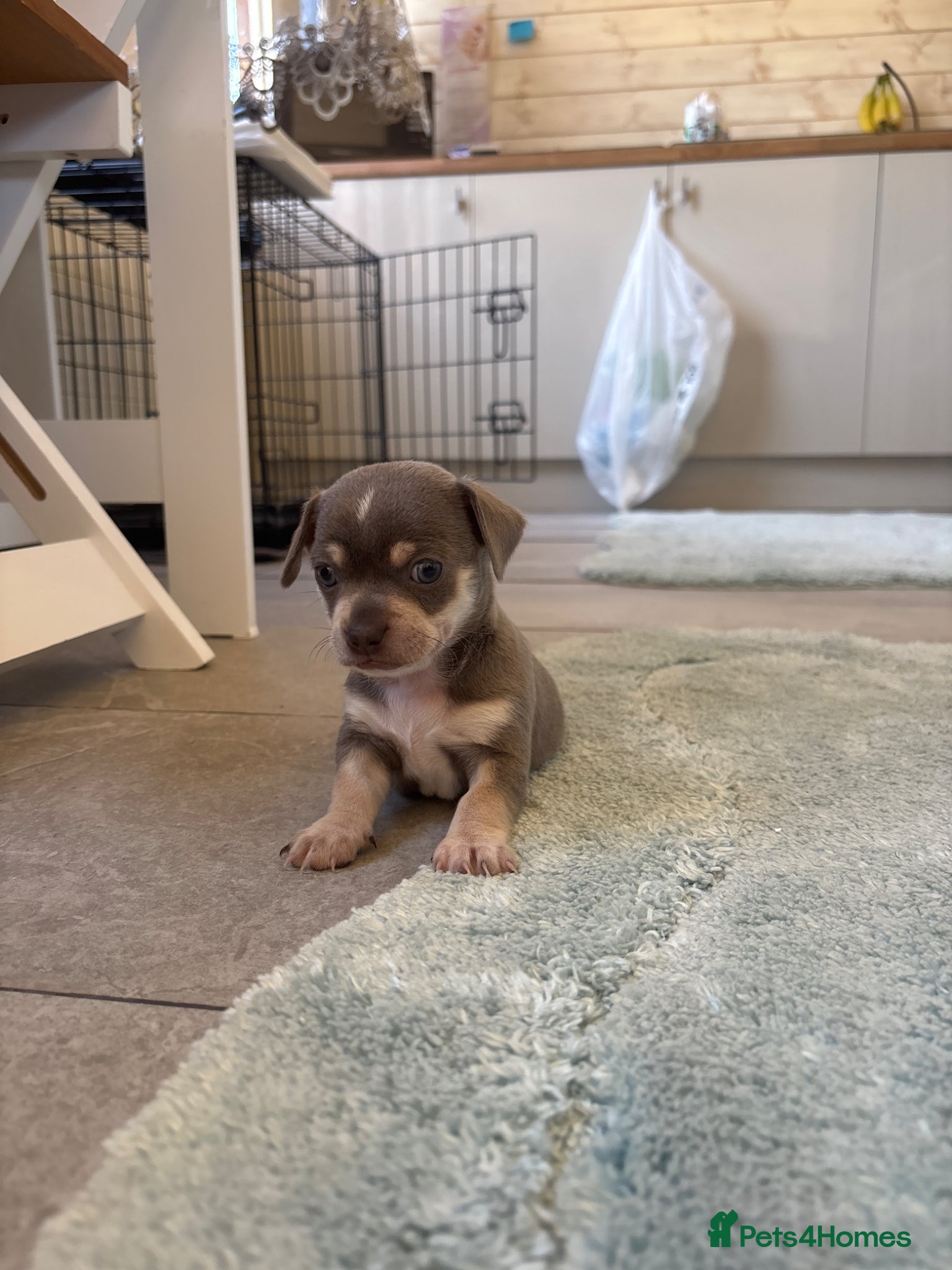 Chihuahua dogs CHIHUAHUA BEAUTIFUL READY 20TH JUNE LAST BOY - Advert 5