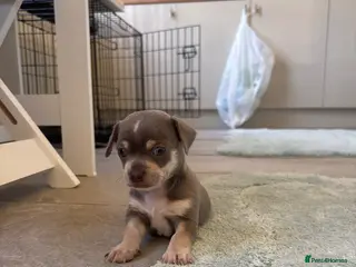 Chihuahua dogs CHIHUAHUA BEAUTIFUL READY 20TH JUNE LAST BOY - Advert 5