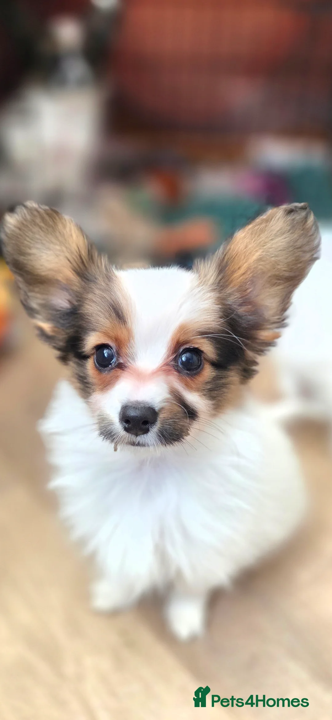 Papillon dogs for sale: Papillon puppy girls - Advert 4