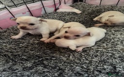 Chihuahua dogs for sale: Double chocolate platinum baby’s  - Image 30