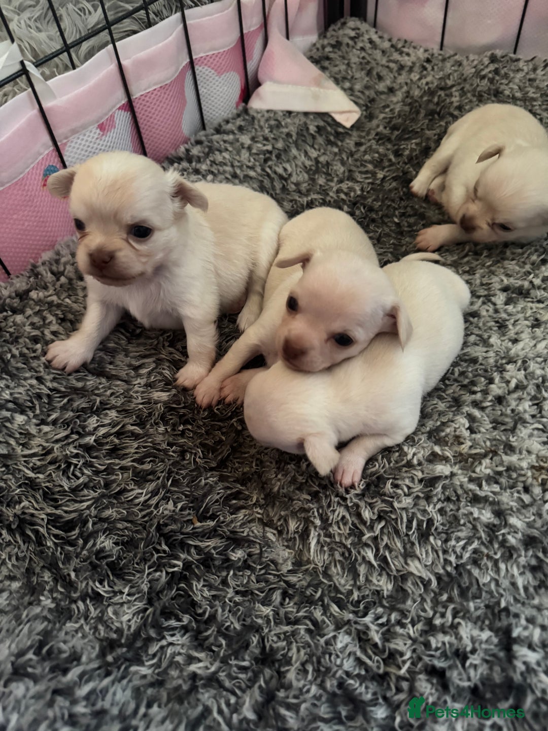 Chihuahua dogs for sale: Double chocolate platinum baby’s  - Image 30