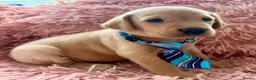 Labrador Retriever dogs for sale: KC Reg Labradors from Fully Health tested parents - Advert 22