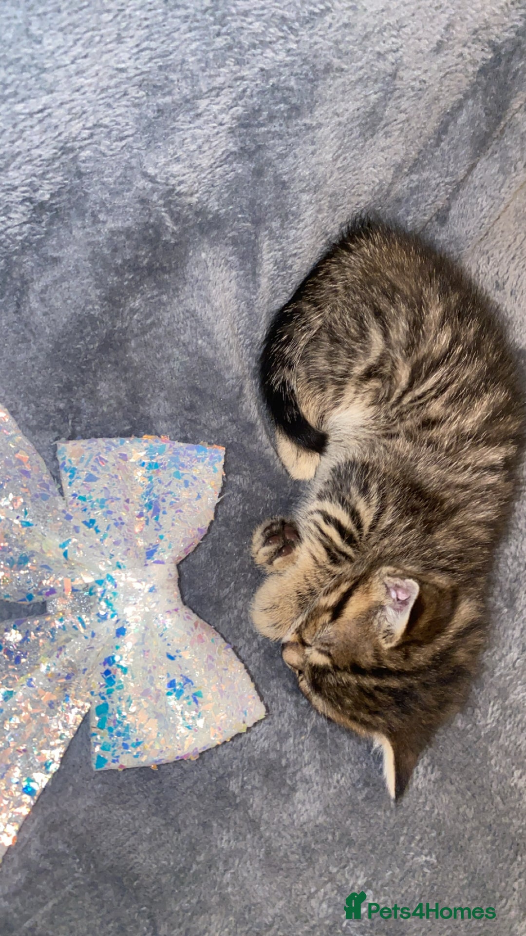 Mixed Breed cats for sale: Mixed bengal and Norwegian kittens  - Advert 2