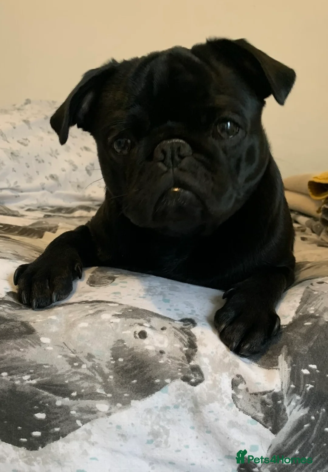 Pug dogs for stud: Pug for Stud  in Manchester - Advert 2